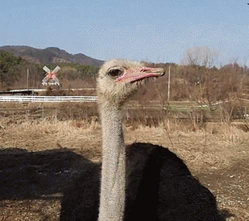 Ostrich With Red Beak In Field With Windmill GIF