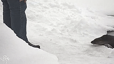 Otter Befriending Man GIF