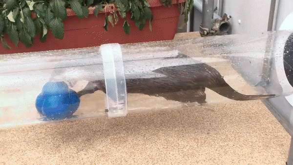 Otter Carrying A Toy GIF