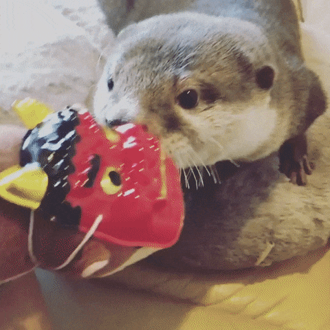 Otter Checking Out Toy GIF