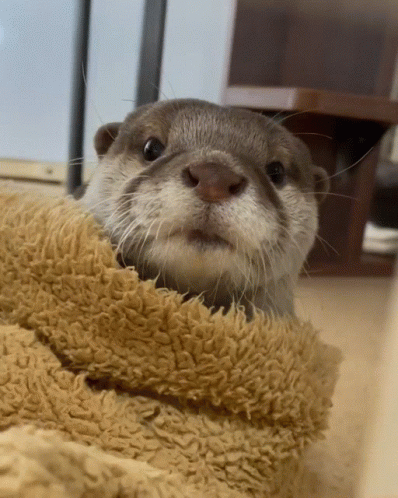 Otter Close Up