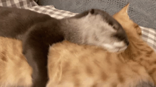 Otter Cuddling With Cat GIF