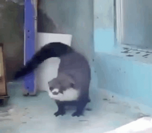 Otter Dancing GIF