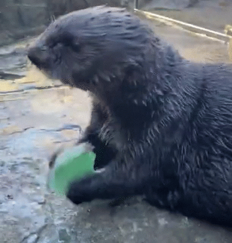 Otter Doing Icebreaker GIF