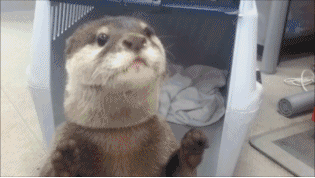 Otter Doing Tricks GIF