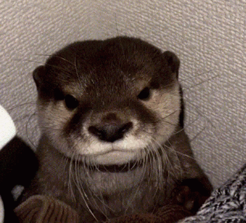 Otter Face With Serious Expression