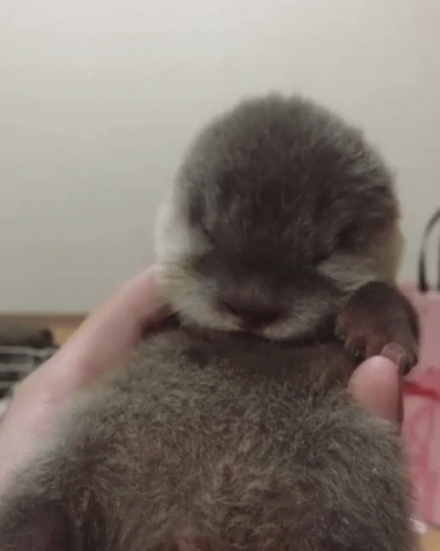 Otter Falling Asleep GIF
