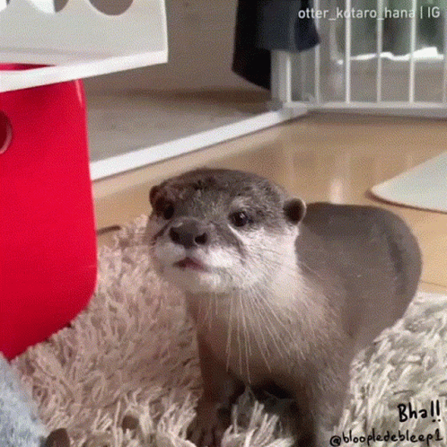 Otter Firing Laser Meme GIF