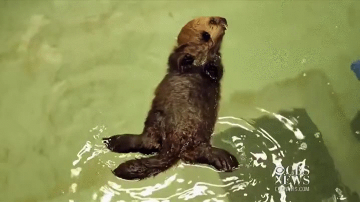 Otter Floating On Water GIF