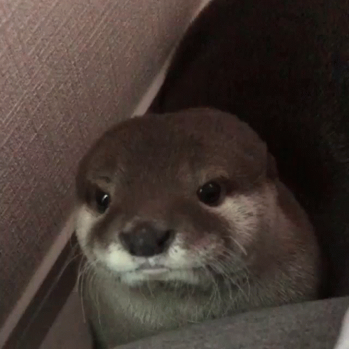 Otter Hiding Away GIF
