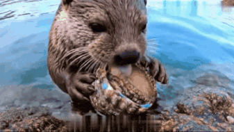 Otter Holding Crab In Mouth GIF