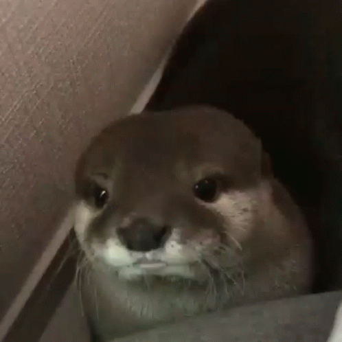 Otter Looking Out of Hole in Wall