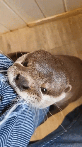 Otter Lying on Someone's Leg