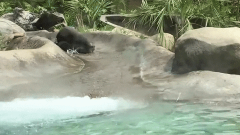 Otter Sliding At Water Park GIF
