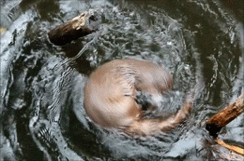 Otter Spinning Over Water GIF