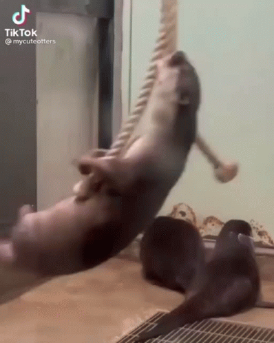 Otter Spinning While Dangling GIF