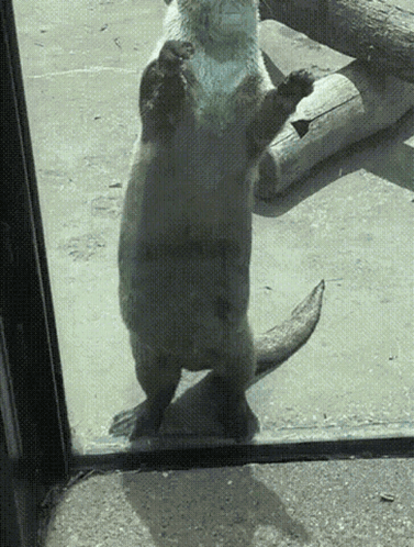 Otter Standing by Window
