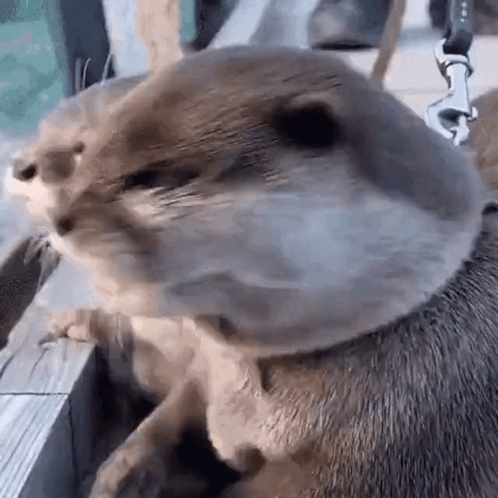 Otter Wearing Leash