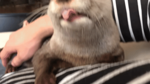Otter Yawning GIF