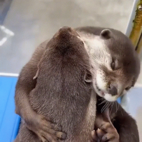 Otters Hugging on Blue Table