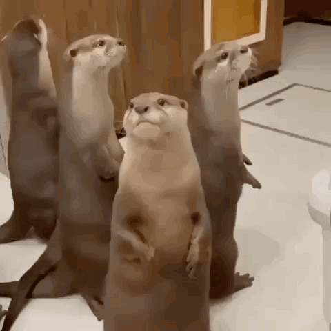 Otters Standing on Hind Legs Looking at Camera