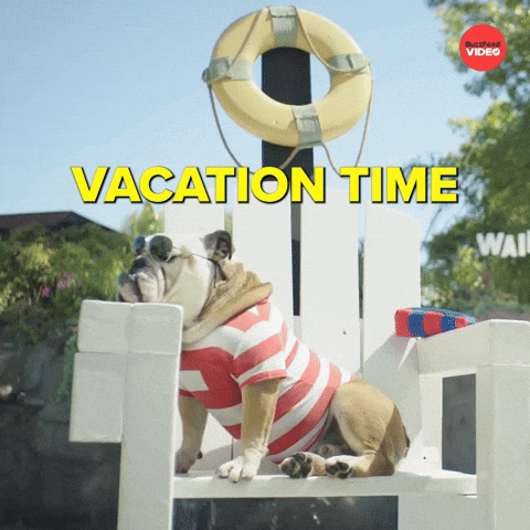 Out Of Office Dog Sitting On Wooden Chair GIF
