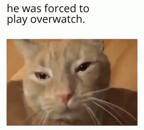 Overwatch Cat Forced Play Meme GIF