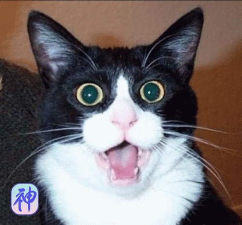 Owen Wilson Wow Cat GIF