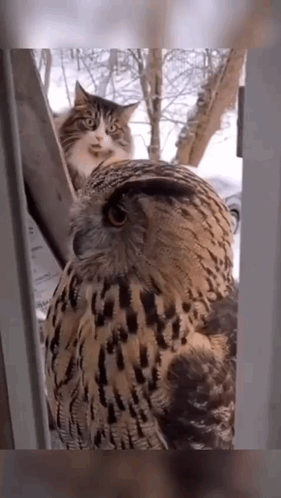 Owl And Cat Looking At Each Other Through Window GIF