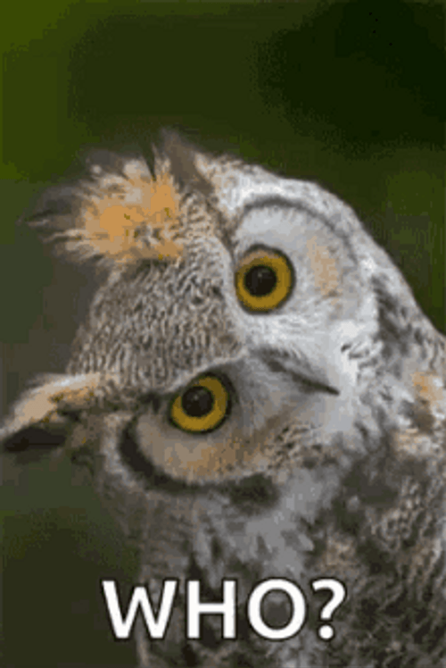 Owl Asking Who GIF