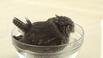 Owl Bathing In A Glass Bowl GIF