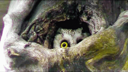 Owl Coming Out GIF