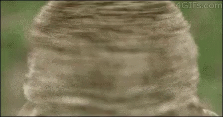 Owl Face Close Up 4gifs.com