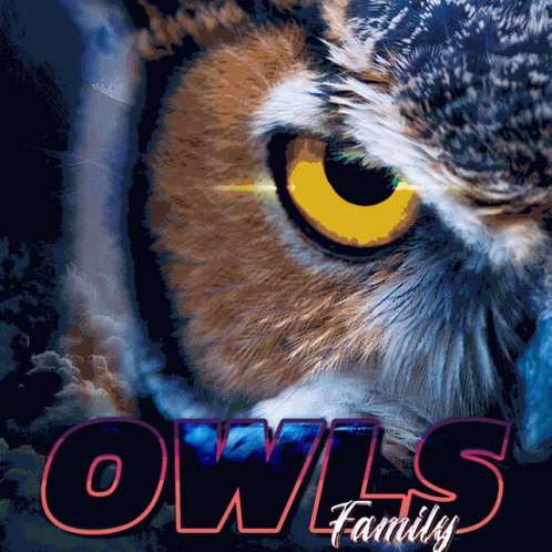 Owl Face Close Up With Owls Family