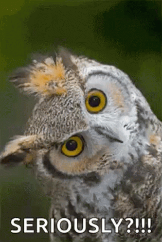 Owl Face With Seriously Caption