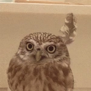 Owl Fluffing Feathers GIF