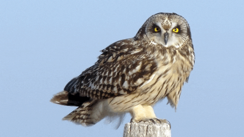 Owl Go Shorty It's Your Birthday GIF