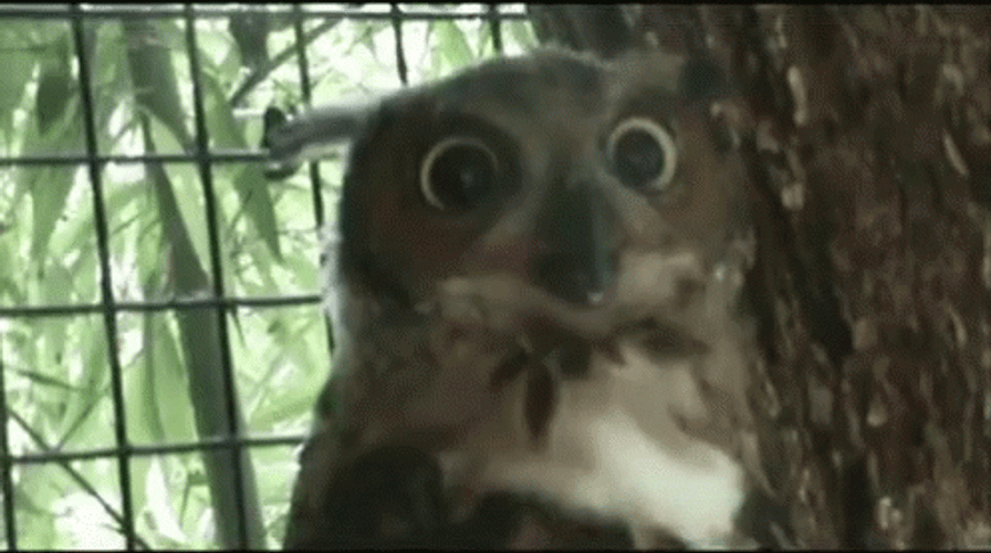 Owl Hyperventilating GIF