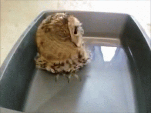 Owl in Gray Container With Water