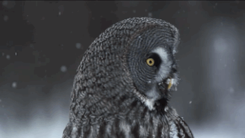 Owl In The Snow GIF