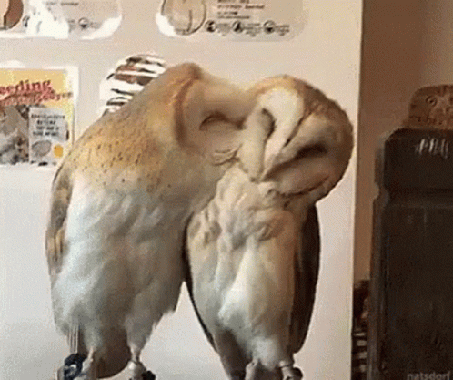 Owl Kiss GIF
