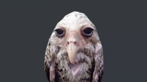 Owl Long Beak Gray Background