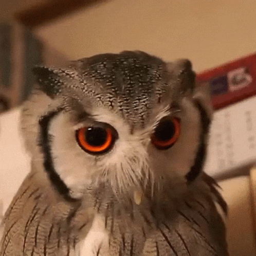 Owl Looking at Camera With Calendar
