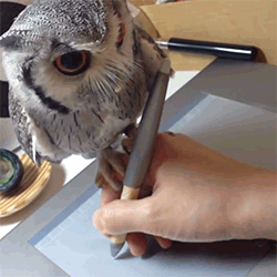 Owl Looking at Person Writing on Tablet