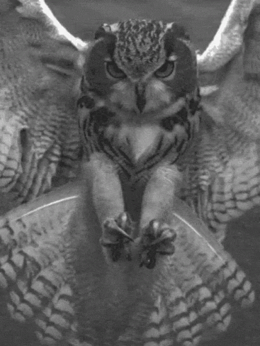 Owl Mascot In Red Florida Atlantic University Shirt GIF