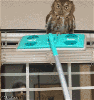 Owl On A Glass Cleaner GIF
