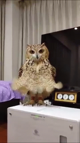 Owl on White Box Facing Flat Screen TV