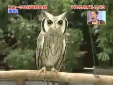 Owl Perched on Branch With Chinese Writing