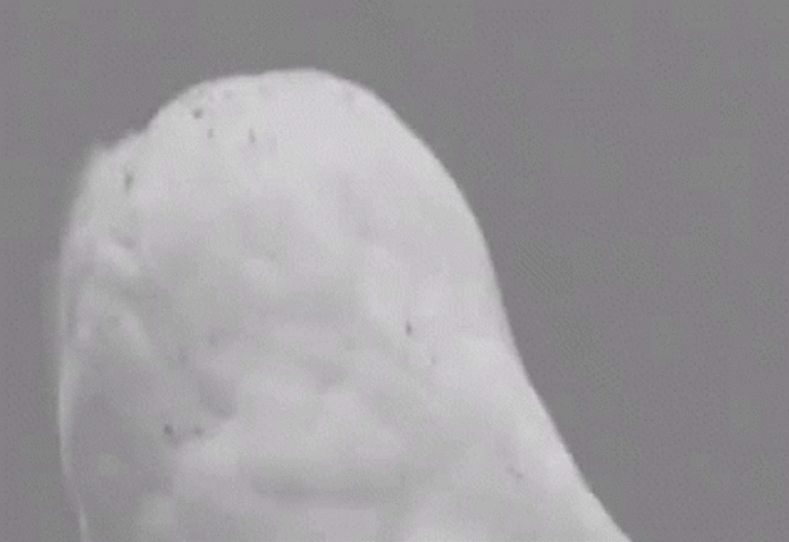 Owl Pet Stunned Eyes GIF
