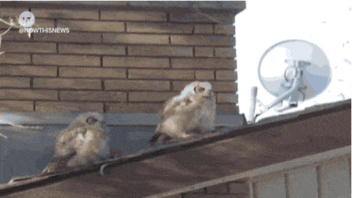 Owl Pooping On The Roof GIF